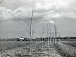 Разбивка парка Мира в 1955 году